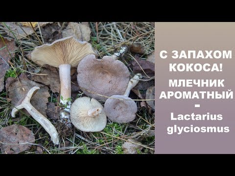 Видео: С запахом кокоса! Млечник ароматный - Lactarius glyciosmus