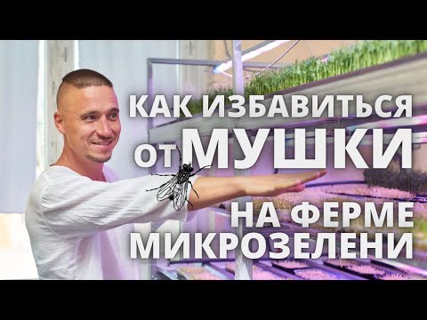Видео: Микрозелень  Бизнес как бороться с Мушкой лайфхаки
