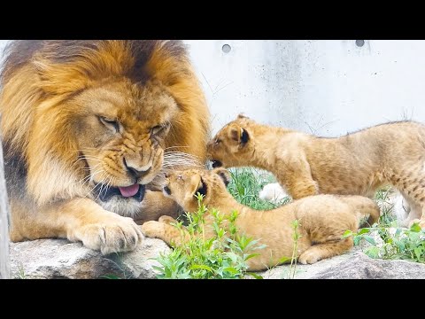 Видео: Львята ласково прижимаются и нежно кусают папу с любовью🦁❤️