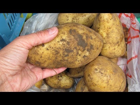 Видео: Чем болеет картофель. Пятна на клубнях картофеля. почему?