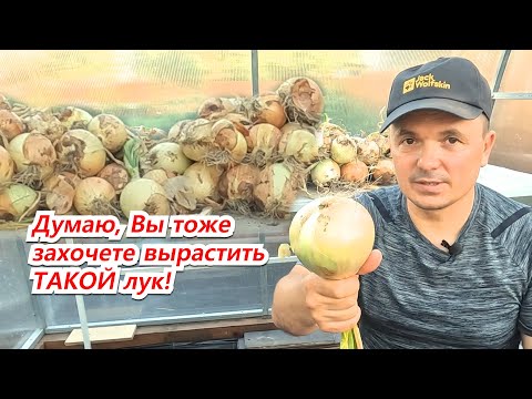 Видео: В следующем году обязательно тоже попробуйте вырастить такой лук!