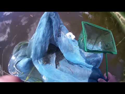 Видео: МАЛЬКИ амура 25 дней ФИНАЛ *** Контрольный лов (200 штук), ушли утки *** Grass carp farming