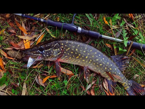 Видео: ЛОВЛЯ ЩУКИ В ЖОВТНІ НА СПІНІНГ ІНГУЛЕЦЬ !!!