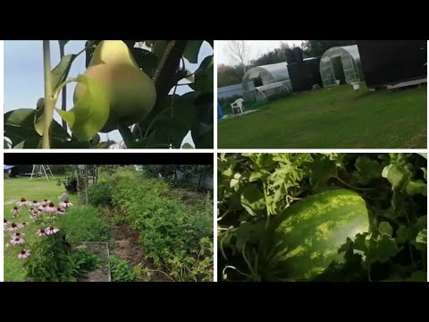 Видео: Дачные дела и обзор огорода 07.08.2024. Груша Августовская роса.