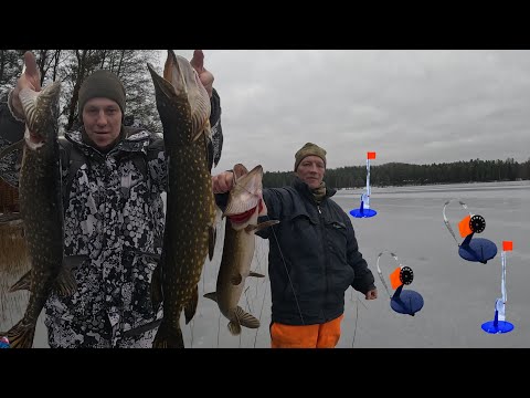 Видео: Щука не даёт скучать! Рыбалка на ЩУКУ, на зимние жерлицы!