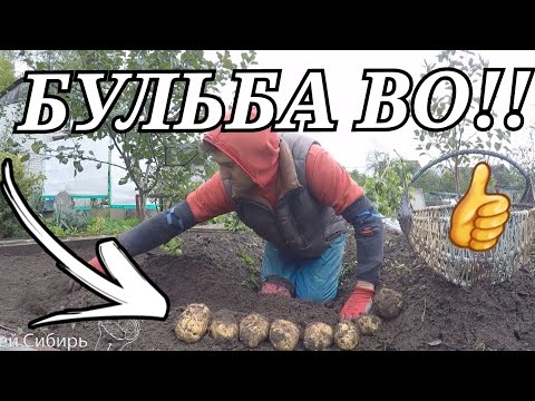 Видео: 🥔ОТЛИЧНЫЙ УРОЖАЙ КАРТОФЕЛЯ АМЕРИКАНКА  ПОСЛЕ ТЕРМОЯДЕРНОГО ЛЕТА В 2021. КОПАЮ ВМЕСТЕ С ПОДПИСЧИКАМИ!