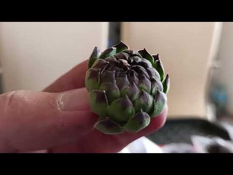 Видео: Распаковка молодило (часть 4)