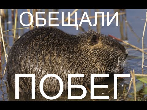 Видео: НУТРИИ на ВОЛЕ!