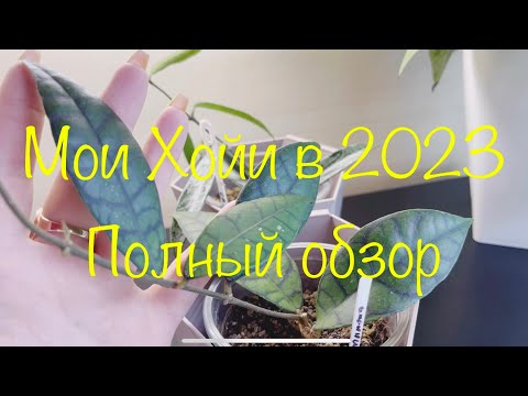 Видео: Мои Хойи в 2023 . Полный обзор