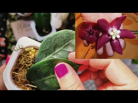 Видео: Новые растения по обмену 🌿 #hoya #succulent #plants #garden #flowers #urbanjungle #plantlover