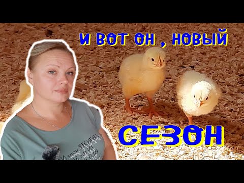 Видео: новый #сезон . #бройлер. #пропойка. #витамины. #обогрев