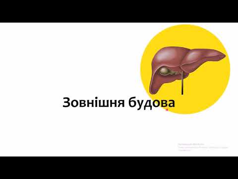 Видео: Печінка, жовчний міхур. Топографія, будова, функції