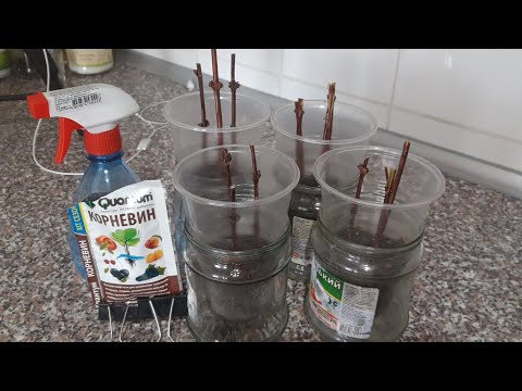 Видео: Как размножать жимолость съедобную древесными черенками в феврале (16.02.2025)