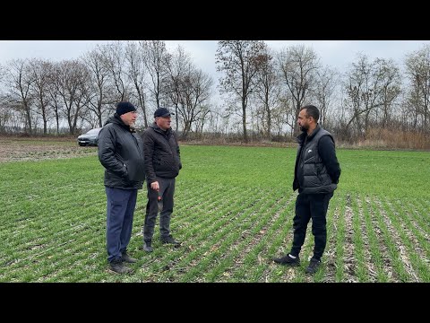 Видео: Роман Скакун. Вплив курячого посліду на врожацність культур в сівозміні.