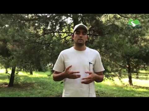 Видео: Мевагиҳо ба забони англиси чи мешаванд? дар инҷо омузед |  The name of all fruits in English