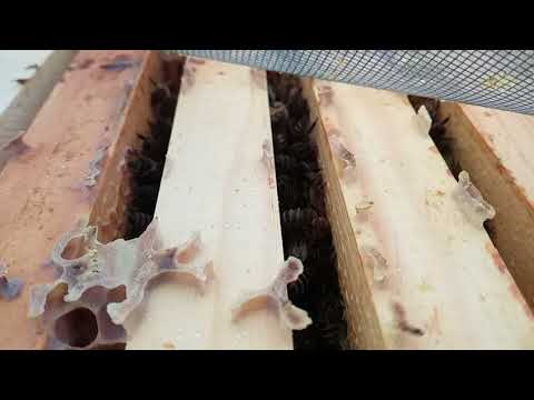 Видео: Пасека.28 декабря 2017. Верхняя вентиляция в ппу ульях.