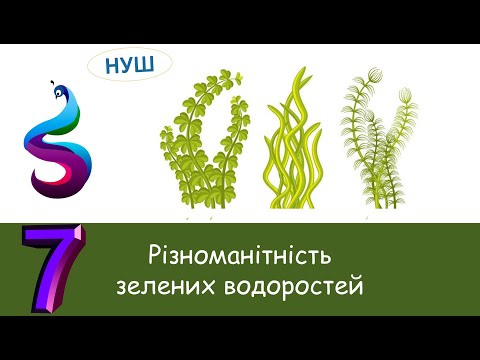 Видео: Різноманітність зелених водоростей
