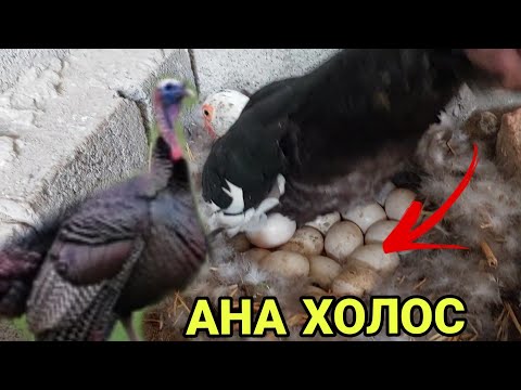 Видео: ТОШКЕНТ ПАРОДА КУРКАЛАРИМИЗ ТРЕНТДА...ОХУНОВ ТВ)