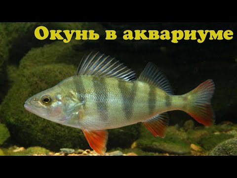 Видео: Речной окунь в аквариуме