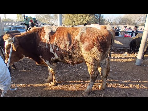 Видео: Якшанбе бозори н Ёвон савдо хуб шуд  9 ноябр 2025#молбозор 