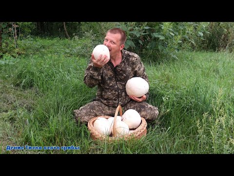 Видео: Полная корзина грибов за 20 минут | головач гигантский