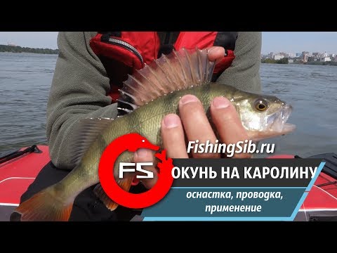 Видео: Ловля окуня на каролинскую оснастку | FishingSib видео