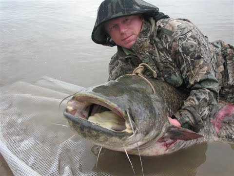 Видео: Готовлю пиявок к длительному хранению.  Сортировка. Юрий Философ.2021 год.