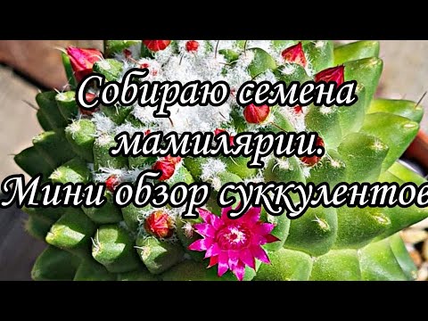 Видео: Маммиллярия 'Mammillaria Magnimamma'. Обзор цветущих #kaktus