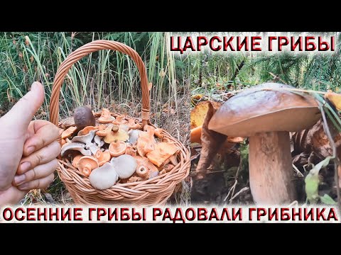 Видео: ❗ОСЕННИЕ ГРИБЫ РАДОВАЛИ ГРИБНИКА!🍄ЦАРСКИЕ ГРИБЫ👉 РЫЖИКИ🍄БЕЛЫЕ🍄МАСЛЯТА🍄ВЁШЕНКА🍄МОКРУХА🍄ЗОНТИКИ