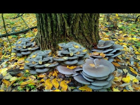 Видео: ЗАЙШЛИ У ЛІС І ОШАЛІЛИ ВІД КІЛЬКОСТІ ГРИБІВ. ЗБІР ГЛИВИ (ВЄШАНКИ) В ТУМАННОМУ ЛІСІ