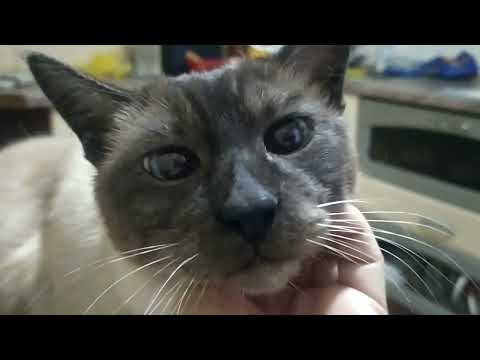 Видео: Vlog: НАШЕ ДОМАШНЕЕ ДОБРОЕ УТРО.