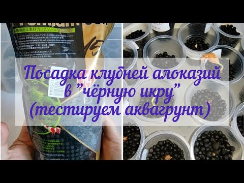Видео: Тестирую новомодный грунт. Реанимация клубней алоказий.