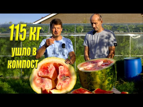 Видео: 115 арбузных килограмм ушло в компост, контрольное взвешивание гигантского арбуза сезон 24