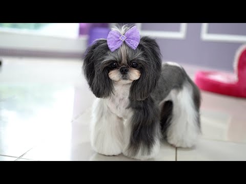Видео: КРАСИВАЯ ШИ-ТЦУ 5 ЛЕТ, УХОД ✂️❤️🐶