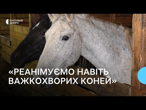 Видео: «Лікуємо навіть онкохворих коней»: перший в країні стаціонар для коней відкрили на Дніпропетровщині