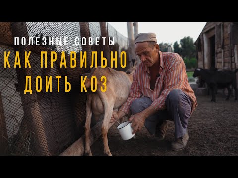 Видео: Как правильно доить коз.