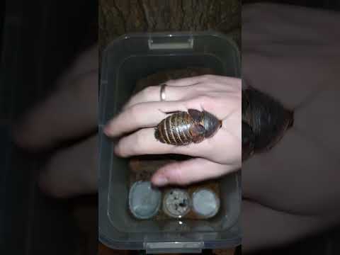 Видео: Отловили мелочь. Колумбийский таракан (Hemiblabera brunneri)