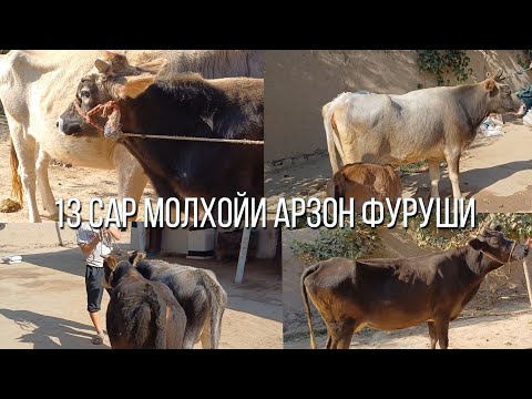Видео: 13. Сар моли хархил гови гусаладор бугуз букача аксия шид фуруши 