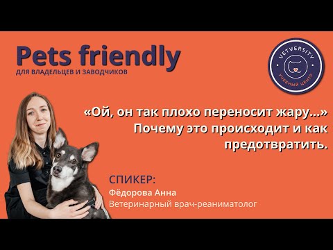 Видео: «Ой, он так плохо переносит жару...» Почему это происходит и как предотвратить.