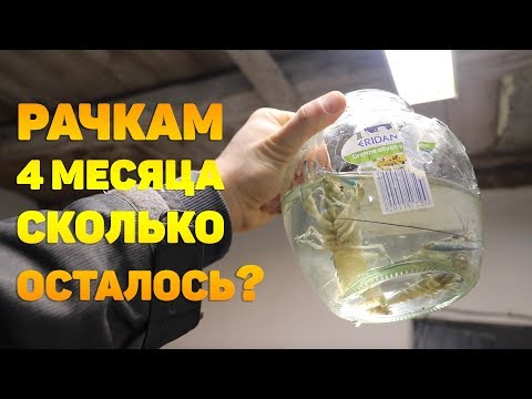 Видео: РАЧКАМ 4 МЕСЯЦА. СКОЛЬКО ОСТАЛОСЬ?