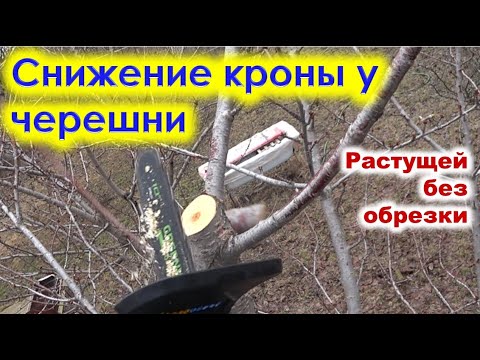 Видео: Обрезка и СНИЖЕНИЕ КРОНЫ у ЧЕРЕШНИ, растиущей без формировки.