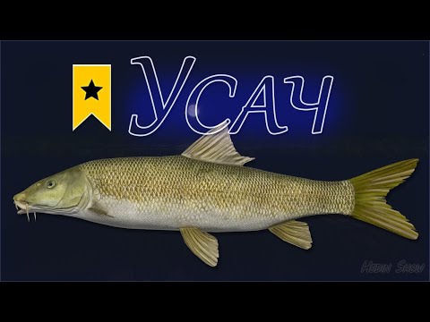 Видео: НА АХТУБУ ЗА УСАЧЕМ И НА ЛАДОЖСКОЕ ЗА РАЗДАЧЕЙ ПЛОТВЫ  ДРУГИЕ ВОДОЕМЫ в РР 4