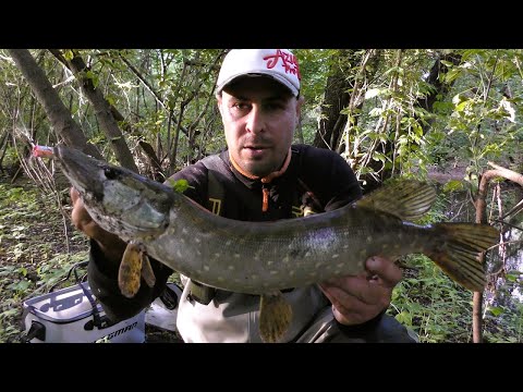 Видео: Жор Щуки на Поппер. Я Такого Не Бачив