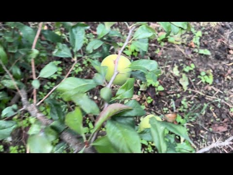 Видео: Видео сегодняшнего дня! Четверг!Собираю Колю на работу. Обычные дела.# Всем прекрасного настроения.!