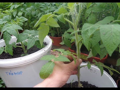 Видео: ВЫРАЩИВАНИЕ ШТАМБОВЫХ ТОМАТОВ В ВЕДРАХ. Ольга Чернова.