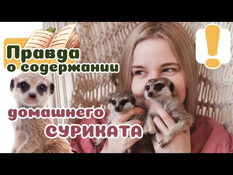Видео: 20 фактов о содержании СУРИКАТА дома