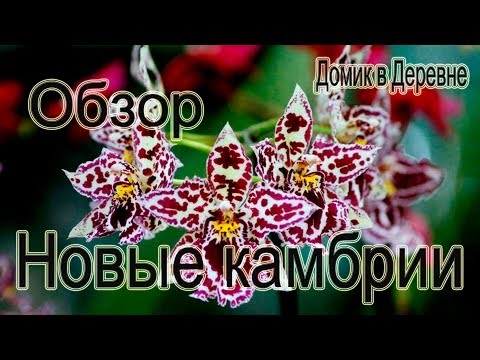 Видео: Новые камбрии! Обзор,чем обработать,куда поставить....