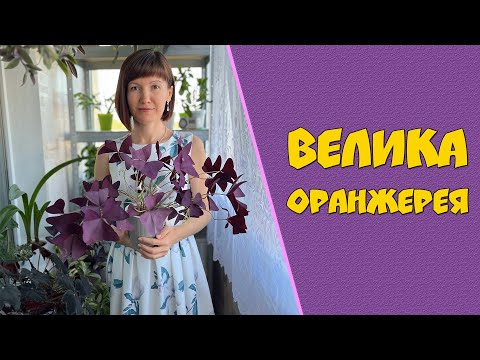 Видео: Моя велика оранжерея