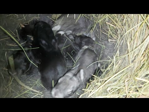 Видео: На КАКОЙ день КРОЛЬЧАТА открывают ГЛАЗА?