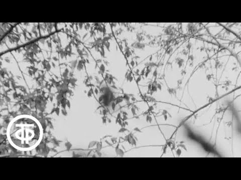 Видео: Рассказы о профессиях. Шоферы (1973)